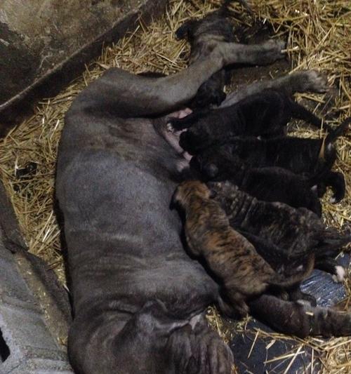 探寻珠海狗市场的魅力（深入了解珠海狗市场的地理位置及规模）