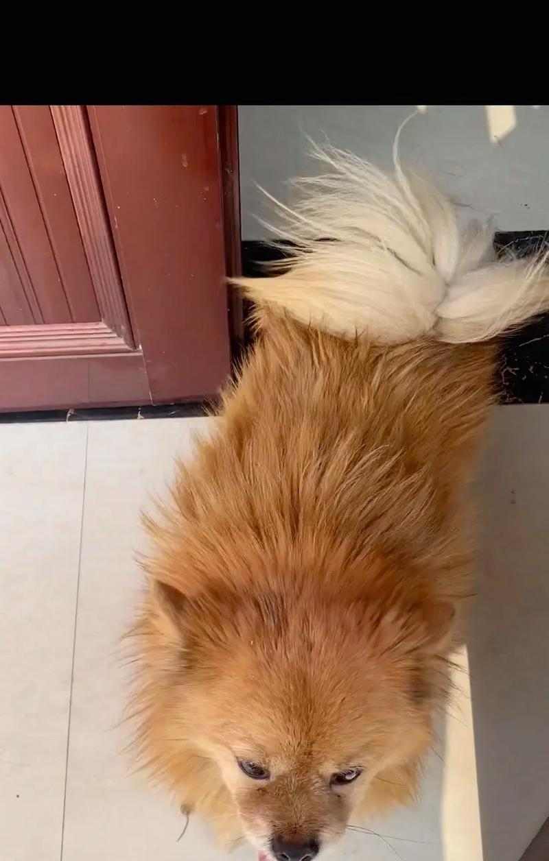 狗尾巴疾病的症状及治疗（揭秘狗尾巴疾病的隐患，保护你的宠物）