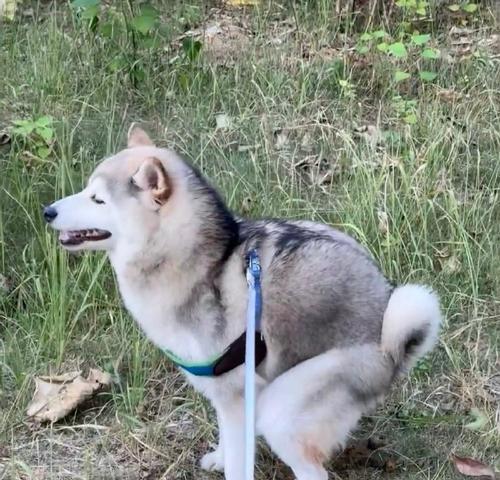 狗尾巴疾病的症状及治疗（揭秘狗尾巴疾病的隐患，保护你的宠物）