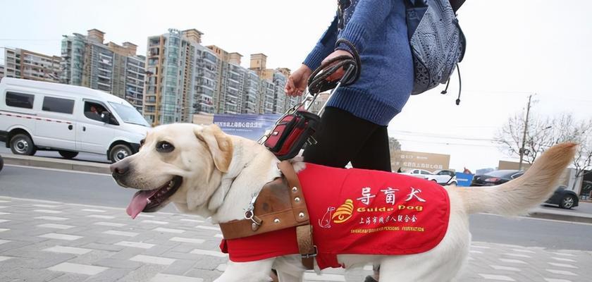 探寻珠海狗市场的魅力（深入了解珠海狗市场的地理位置及规模）