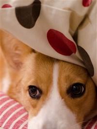 如何选择适合忙碌工作的狗狗（以工作繁忙为主人养狗的挑战与解决之道）