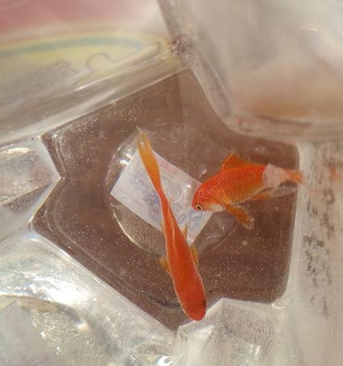 金鱼冬天的饮食需求与喂养技巧（金鱼冬季饲养指南，保证健康成长）