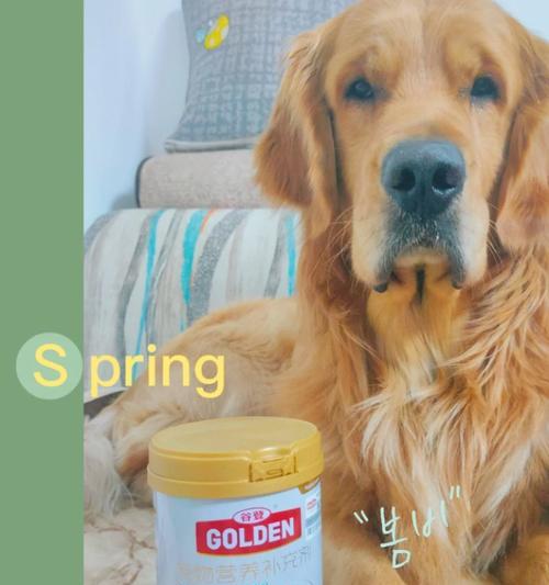 一月大狗的奶粉选择（为宝贝提供全面营养的关键）