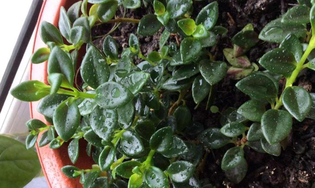 金鱼冬季饲养指南｜科学喂养技巧确保健康成长