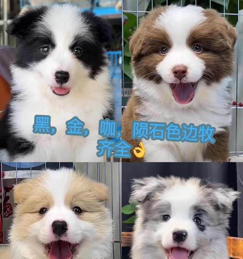 如何选择适合忙碌工作的狗狗（以工作繁忙为主人养狗的挑战与解决之道）