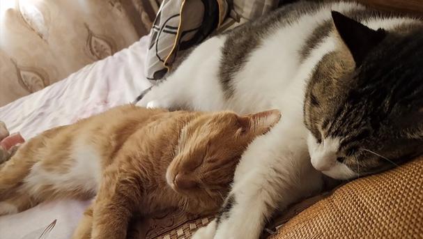 小猫为何喜欢趴在人身上睡觉？（揭秘小猫迷人的行为习惯与心理动机）