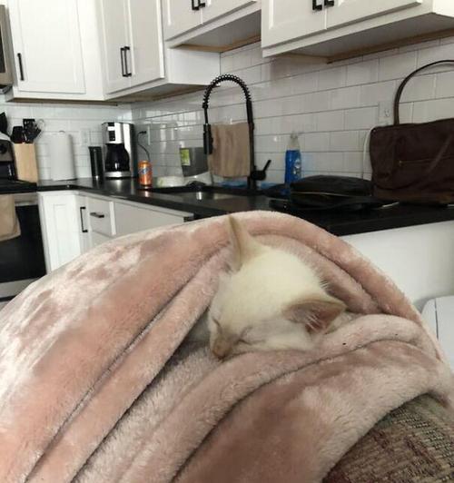 小猫为何喜欢趴在人身上睡觉？（揭秘小猫迷人的行为习惯与心理动机）