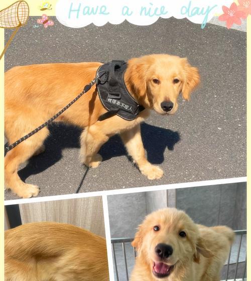 五个月金毛养护指南（关爱宠物健康，从五个月金毛开始）