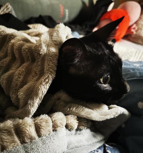 小猫为何喜欢趴在人身上睡觉？（揭秘小猫迷人的行为习惯与心理动机）