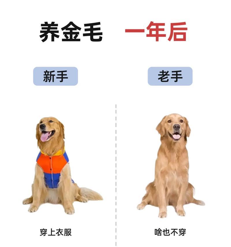 五个月金毛养护指南｜科学喂养与训练全攻略