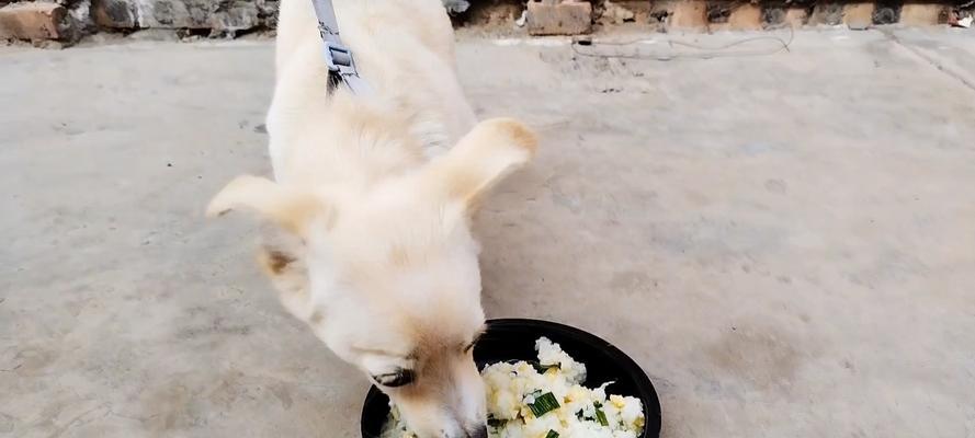 小狗为何不知道饱｜实用指南帮你解决食量无限问题