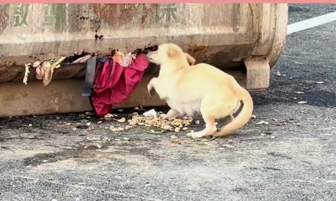 小狗为何不知道饱？（探究小狗食量无限的原因及解决方法）