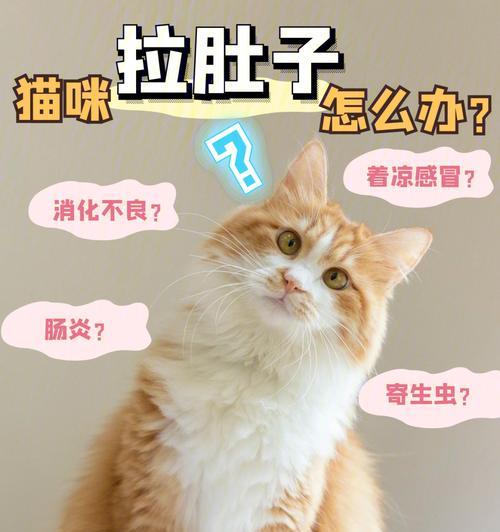 猫咪腹泻饮食指南｜科学喂养助康复