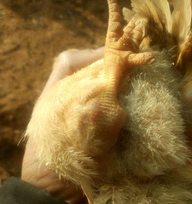 地图鱼拉的粪便是什么样的？（探索地图鱼粪便的外观特征与意义）