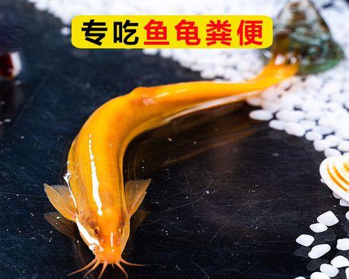 地图鱼拉的粪便是什么样的？（探索地图鱼粪便的外观特征与意义）