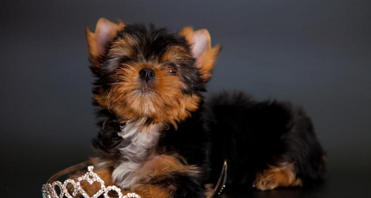 黑背之美尽显神秘、优雅与力量｜鸟类魅力全攻略