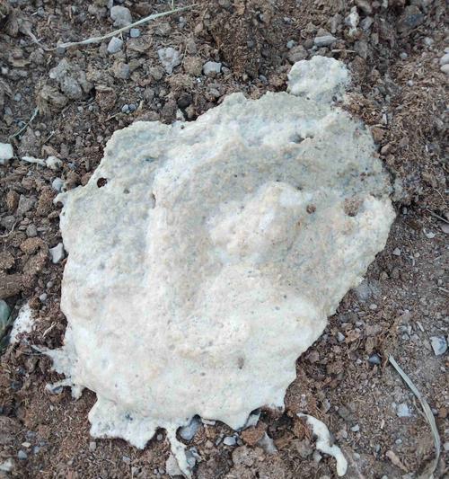 地图鱼拉的粪便是什么样的？（探索地图鱼粪便的外观特征与意义）