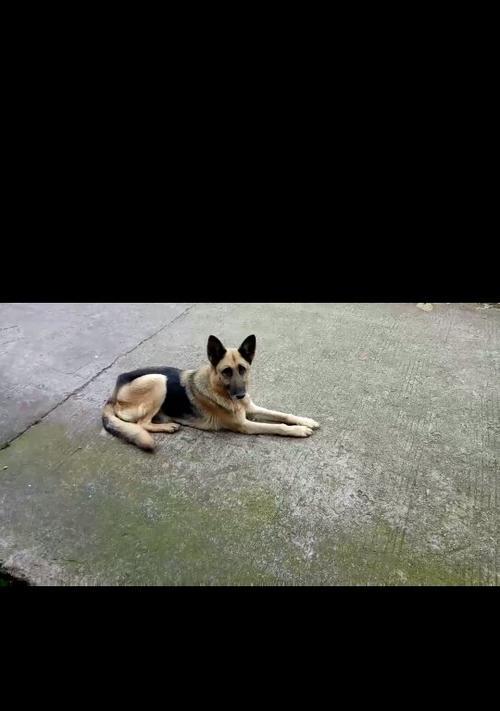 黑背的魅力（黑背之美尽显神秘、优雅与力量）