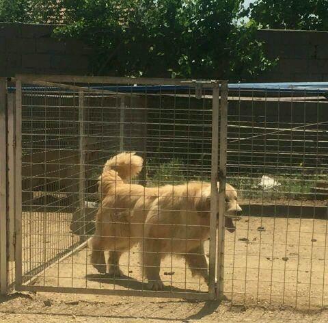 金毛配种空窝的原因及解决方法（了解金毛配种空窝的原因，探索解决之道）