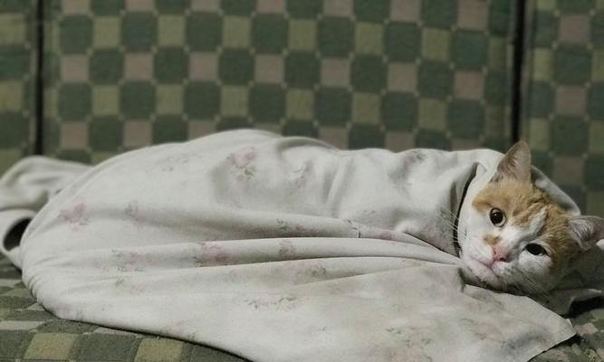 母猫分娩前准备全攻略｜实用指南助你安心迎接新生命