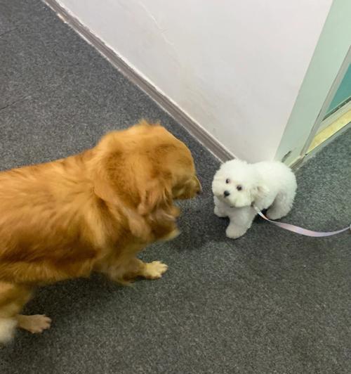 金毛配种空窝的原因及解决方法（了解金毛配种空窝的原因，探索解决之道）