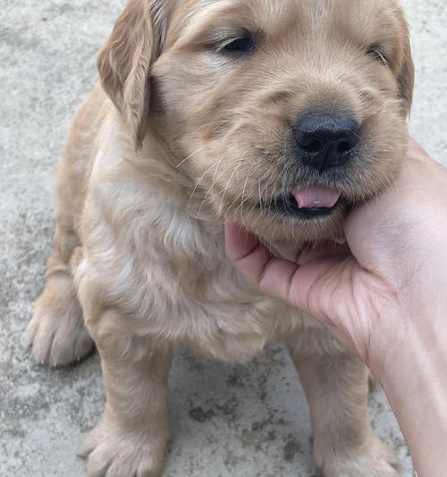 金毛配种空窝原因及解决方法｜实用指南