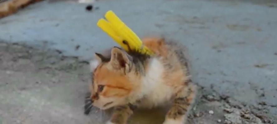 抓住猫颈部让其不动的原理与技巧｜猫咪控制全攻略