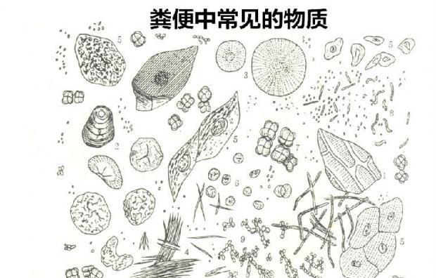 解析为什么狗大便多？（探究狗大便频繁的原因及相关健康问题）