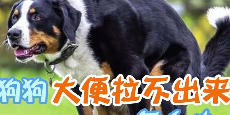 解析为什么狗大便多？（探究狗大便频繁的原因及相关健康问题）