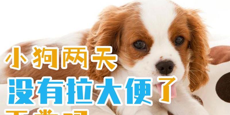 解析为什么狗大便多？（探究狗大便频繁的原因及相关健康问题）