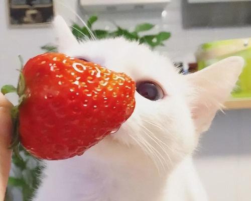 小猫的水果餐（了解适合小猫食用的水果种类及注意事项）
