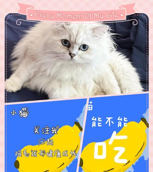小猫的水果餐（了解适合小猫食用的水果种类及注意事项）
