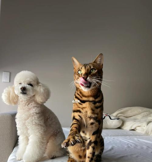 养狗需要满足的条件及要求（了解澳洲养狗的必备知识）