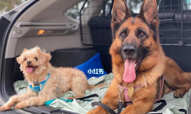 养狗需要满足的条件及要求（了解澳洲养狗的必备知识）