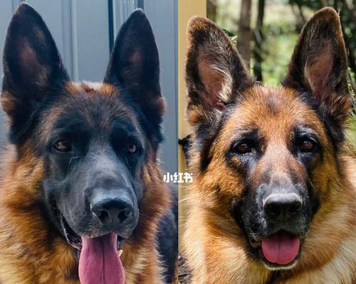 澳洲养狗必备条件与要求｜实用指南