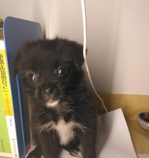 小狗为什么惨叫？（探索小狗惨叫的原因及解决方法）