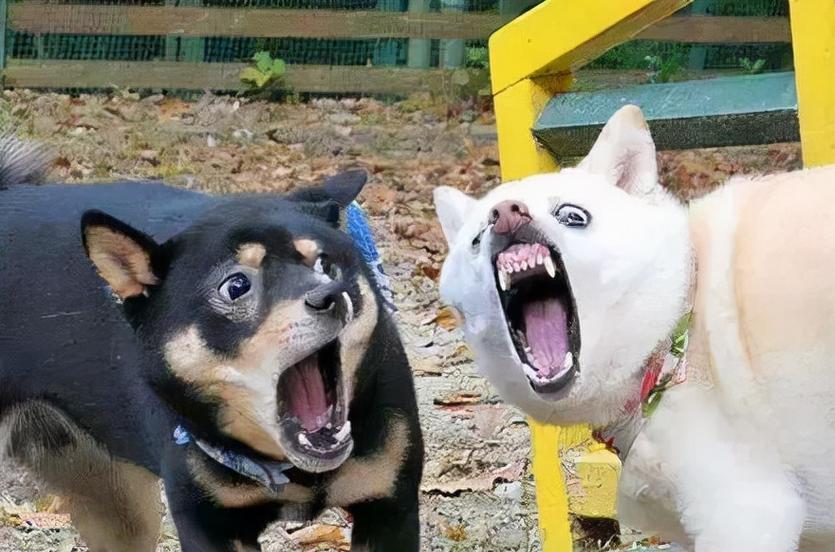 小狗为什么惨叫？（探索小狗惨叫的原因及解决方法）