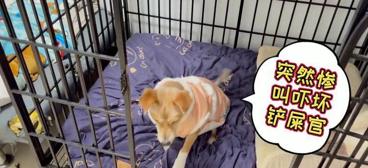 小狗惨叫原因及解决方法｜实用指南