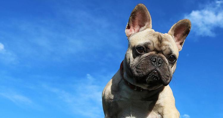 蓝色法牛与自然色系搭配指南｜时尚魅力全攻略