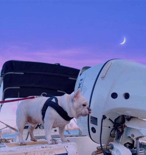 蓝色法牛与自然色系的完美搭配（展现独特魅力的时尚之选）