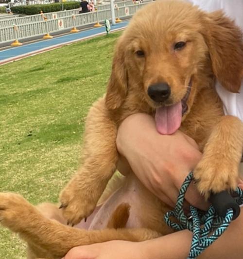 五个月的金毛宝宝是如何成长的？（探寻金毛宝宝五个月时的样貌和行为特点）