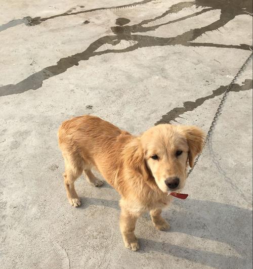 五个月的金毛宝宝是如何成长的？（探寻金毛宝宝五个月时的样貌和行为特点）