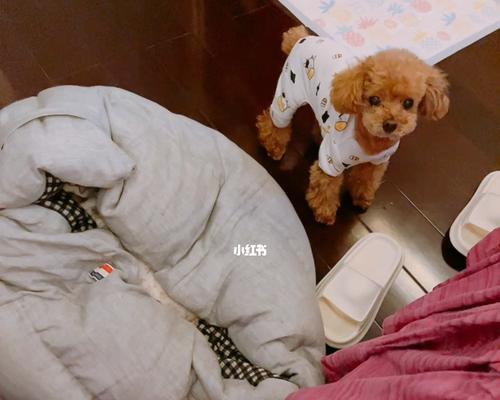 为什么狗狗老尿床上？（探究狗狗尿床的原因和解决办法）