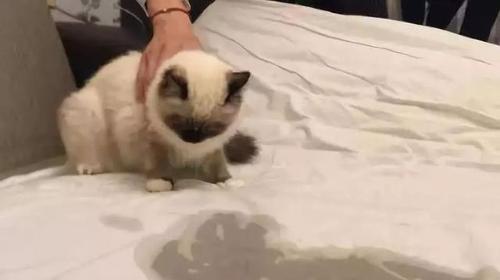 狗狗尿床原因及解决办法｜实用指南