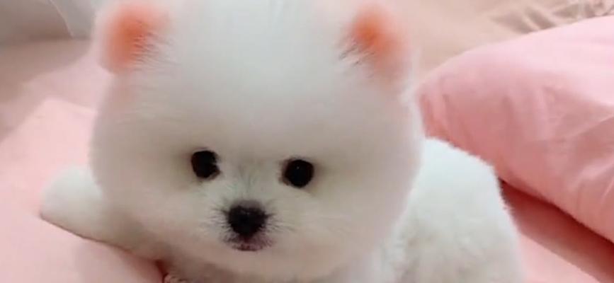 为什么狗狗老尿床上？（探究狗狗尿床的原因和解决办法）