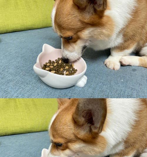 狗狗反胃干呕缓解指南｜饮食调理与草药治疗全攻略