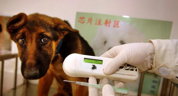 幼犬打芯片必备证明与程序｜宠物安全保护全攻略