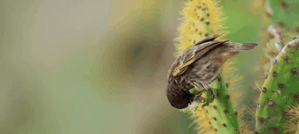 鸟类的食物选择与适应策略（揭秘鸟类的饮食秘密与进化奥秘）