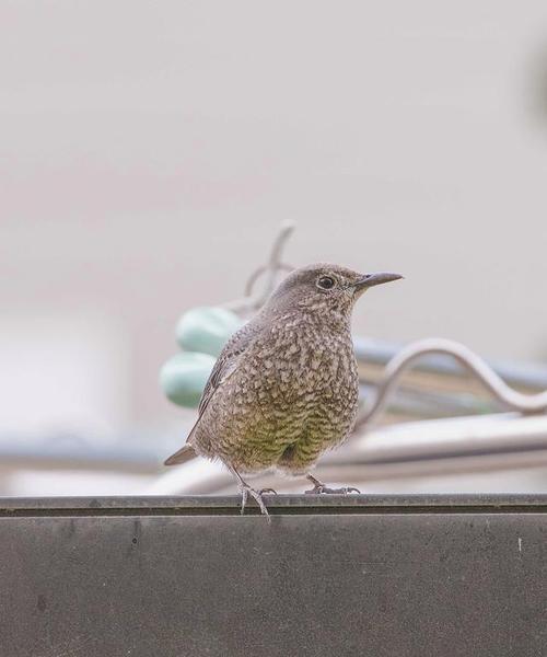 鸟类的食物选择与适应策略（揭秘鸟类的饮食秘密与进化奥秘）