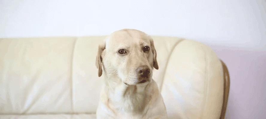 迷你贵宾犬（细数迷你贵宾犬的可爱与聪明）